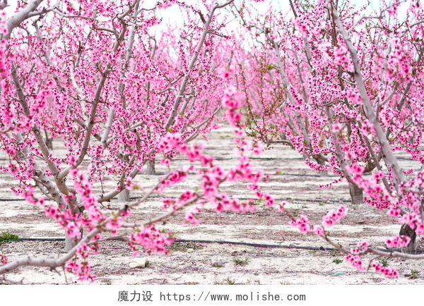土地上的桃花树在 Cieza 的果树开花。西班牙